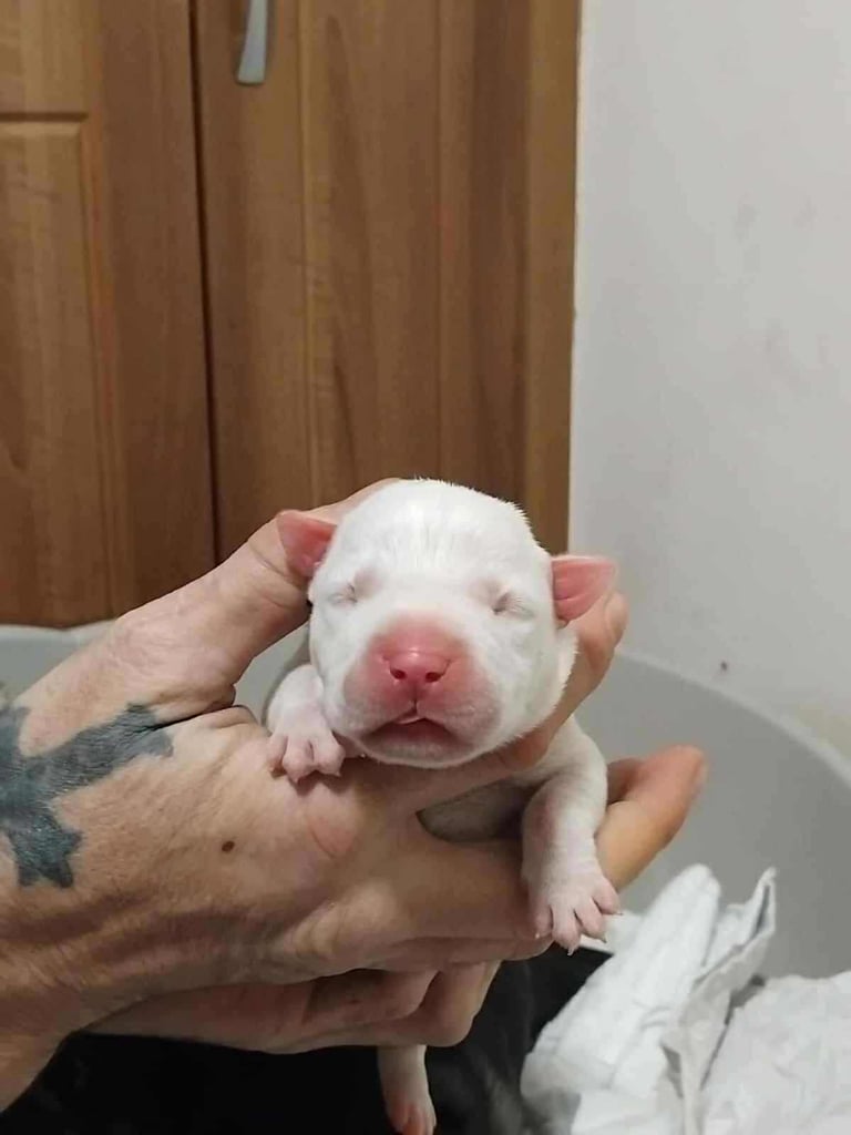 Staffordshire bull terrier cross American mastiffs