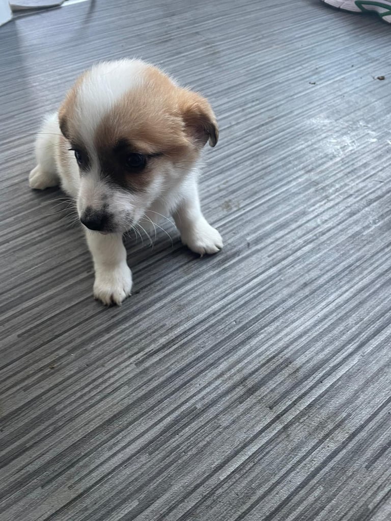 Jack x chihuahua puppies 