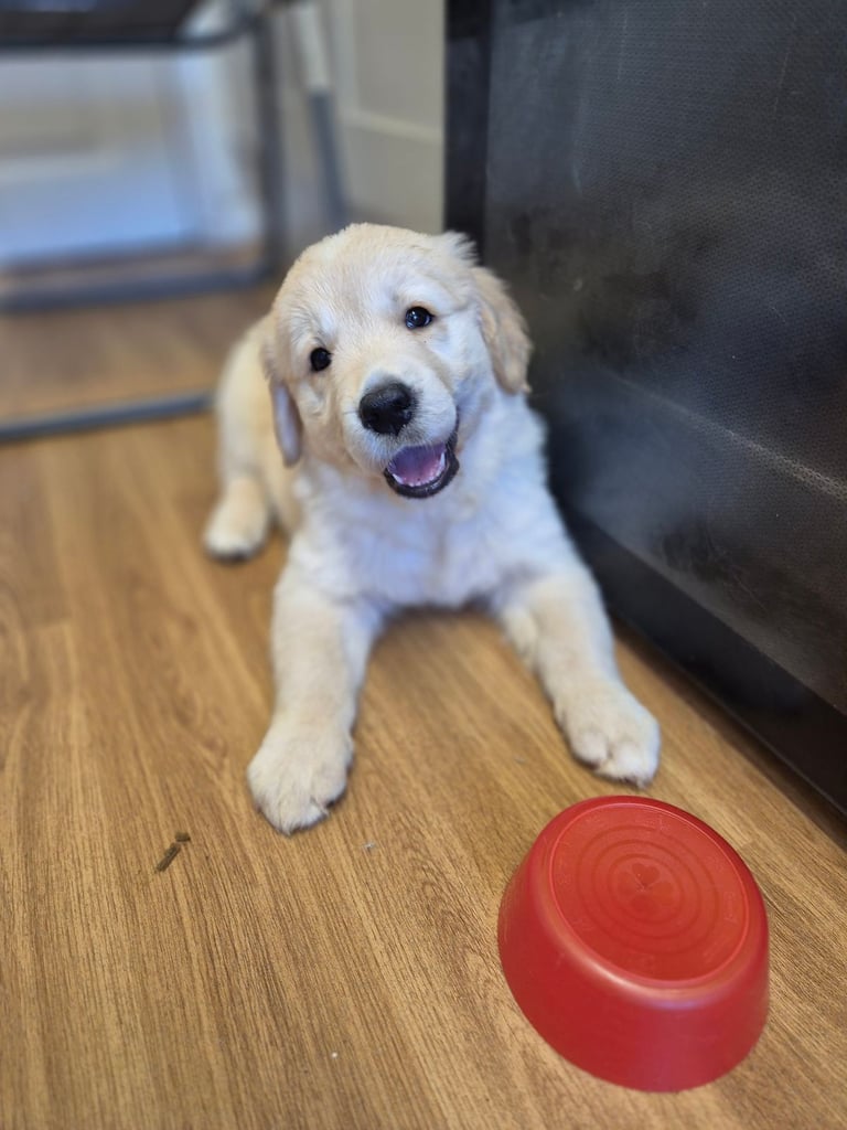 Golden retriever puppies 