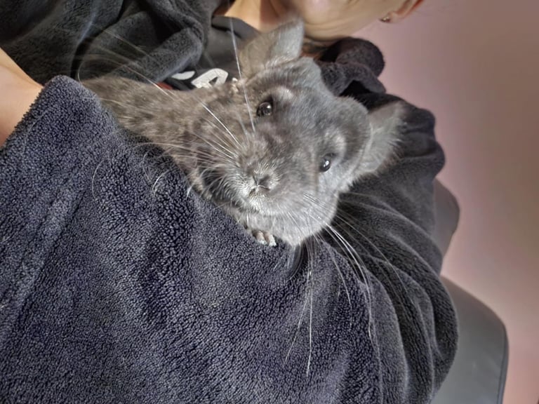 Female chinchilla 