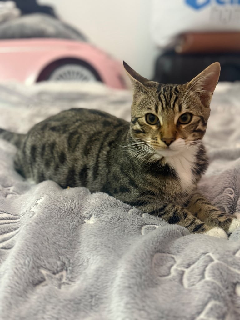 Cats Kittens for Sale in Coventry, West Midlands Gumtree