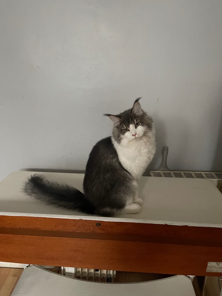 image for Maine coon kitten