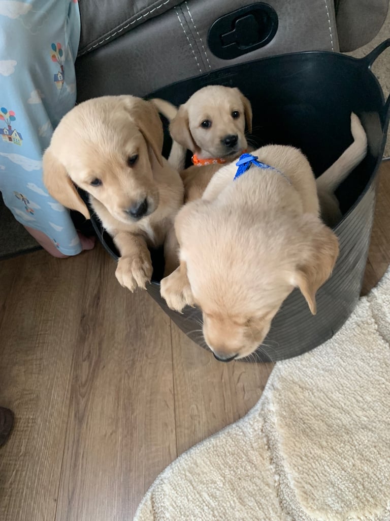 Retriever x fox red Labrador 