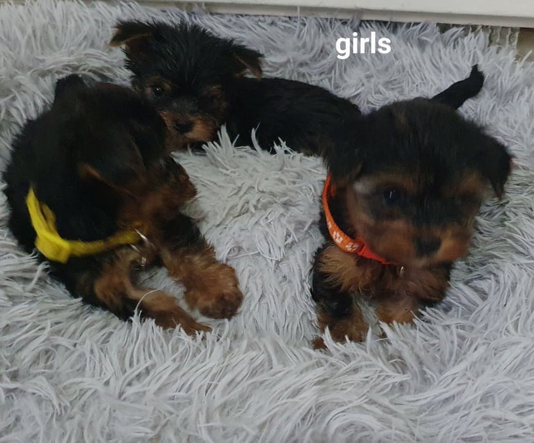 Yorkshire terrier puppies 