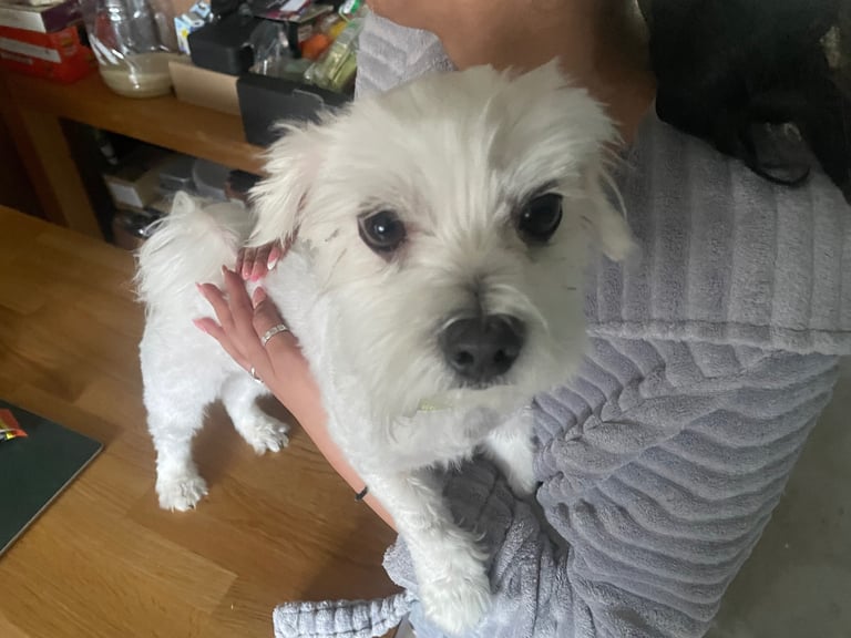 Meet Bobby - adult maltese for sale 