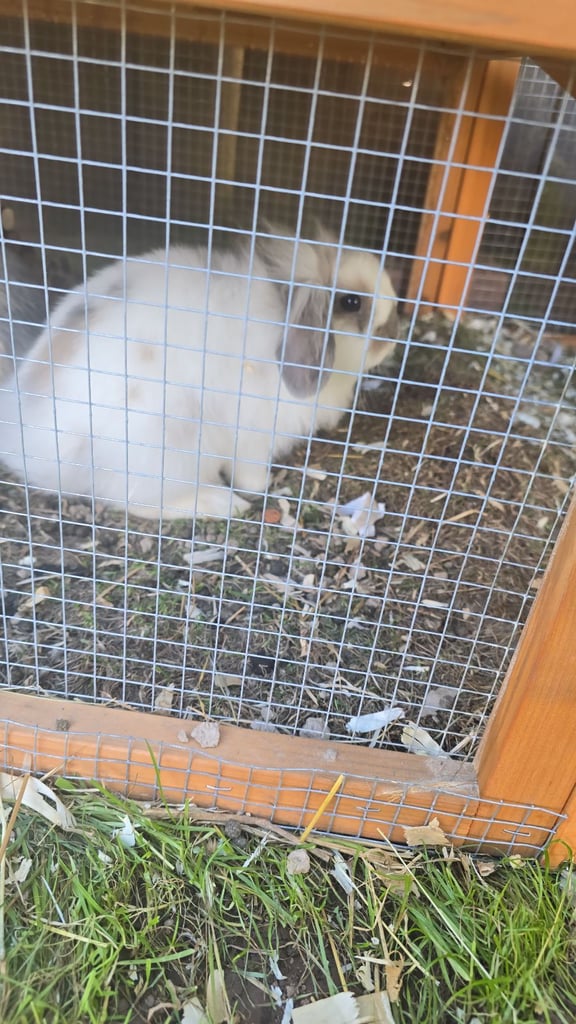 2 female baby rabbits please read description. 