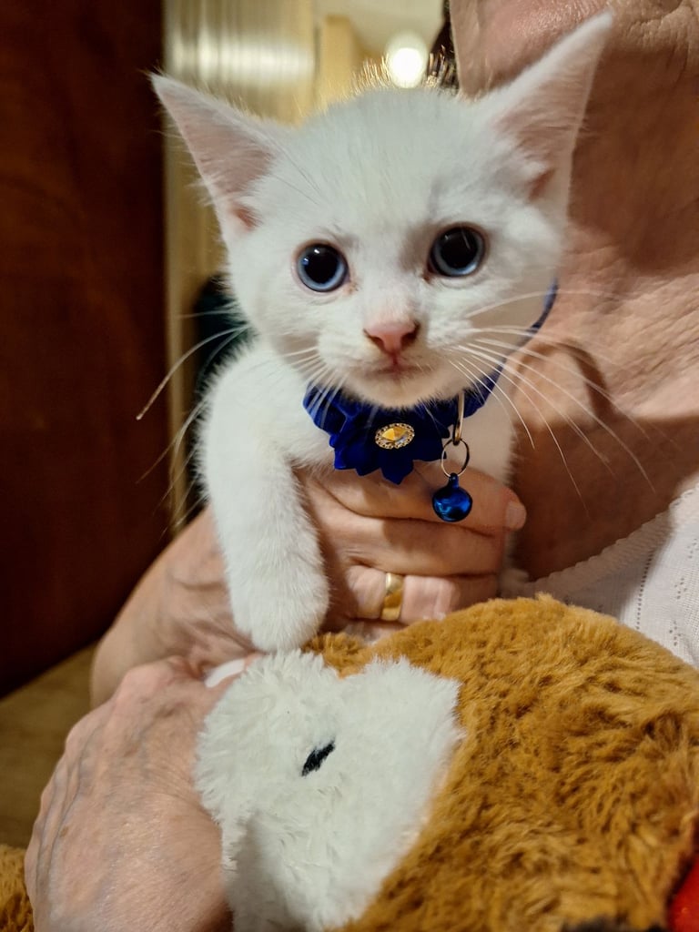 image for Kitten's mixed Persians 