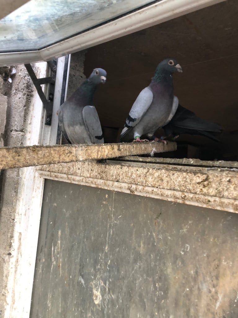 Pigeons 