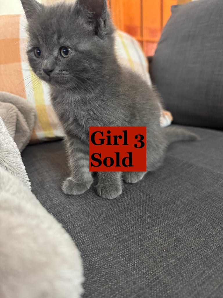 Maine Coon Mix Kittens - All Sold Now