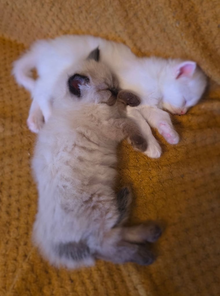 2  kittens Persian X Ragdoll