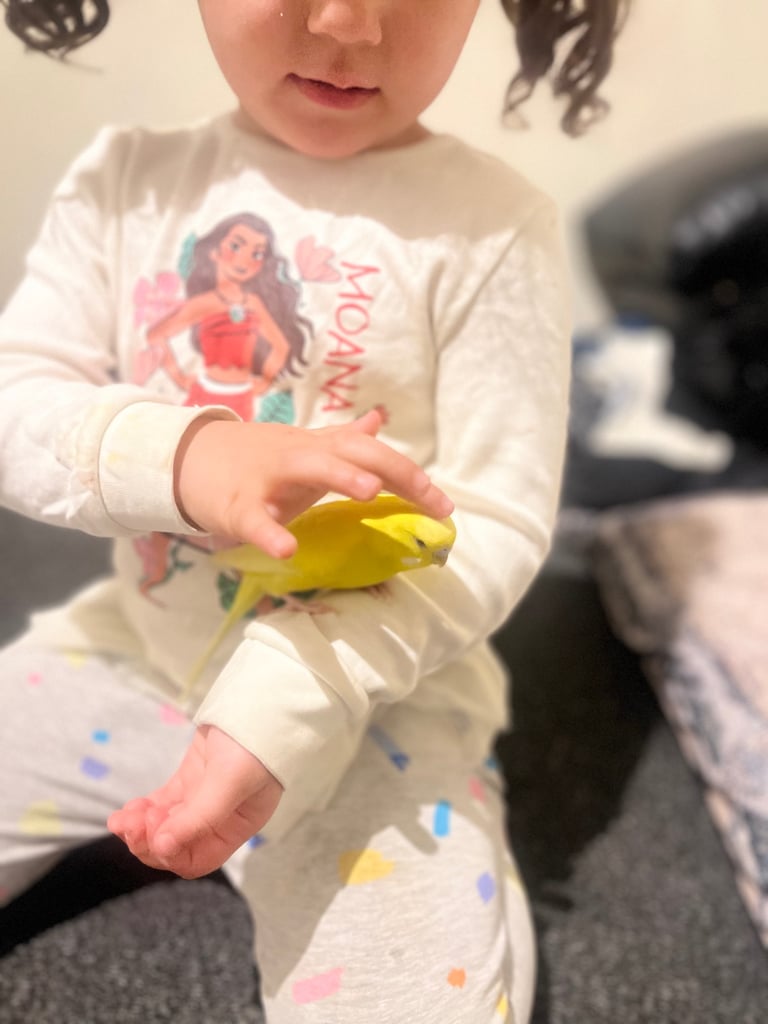 Canaries and budgies 