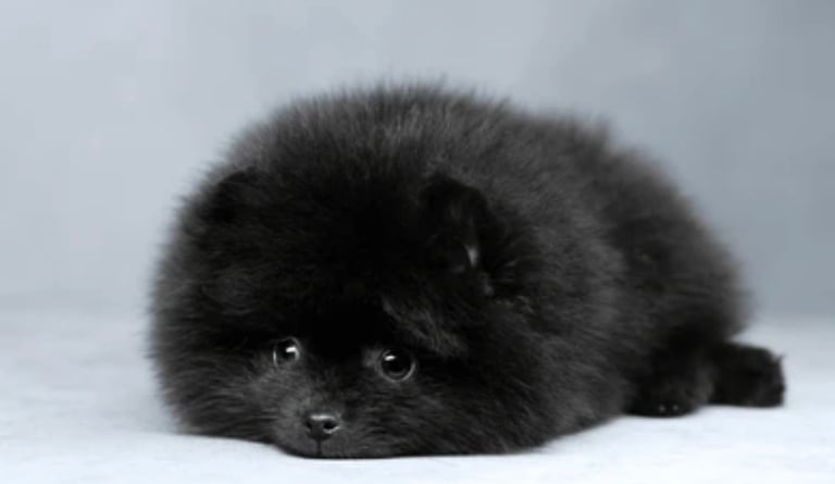Beautiful xxs Pomeranian puppies 