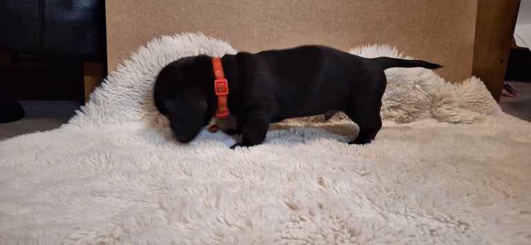 Miniature dachshund's READY TO GO