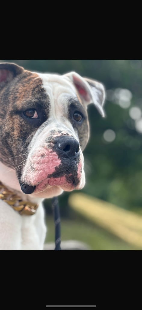 Dog collar Gold Chain 