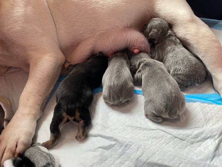 Stunning French bulldog puppies looking for their new forever home. 