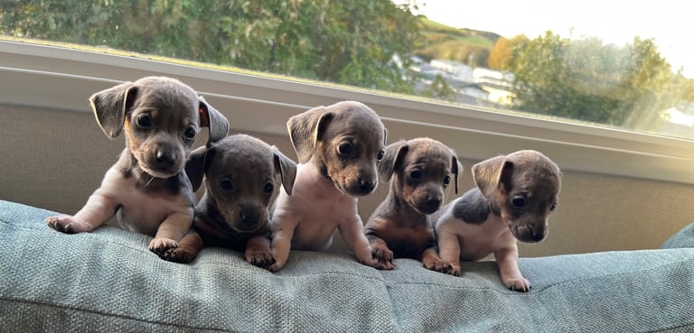  Based in crook county durhamMicro mini dachshunds 