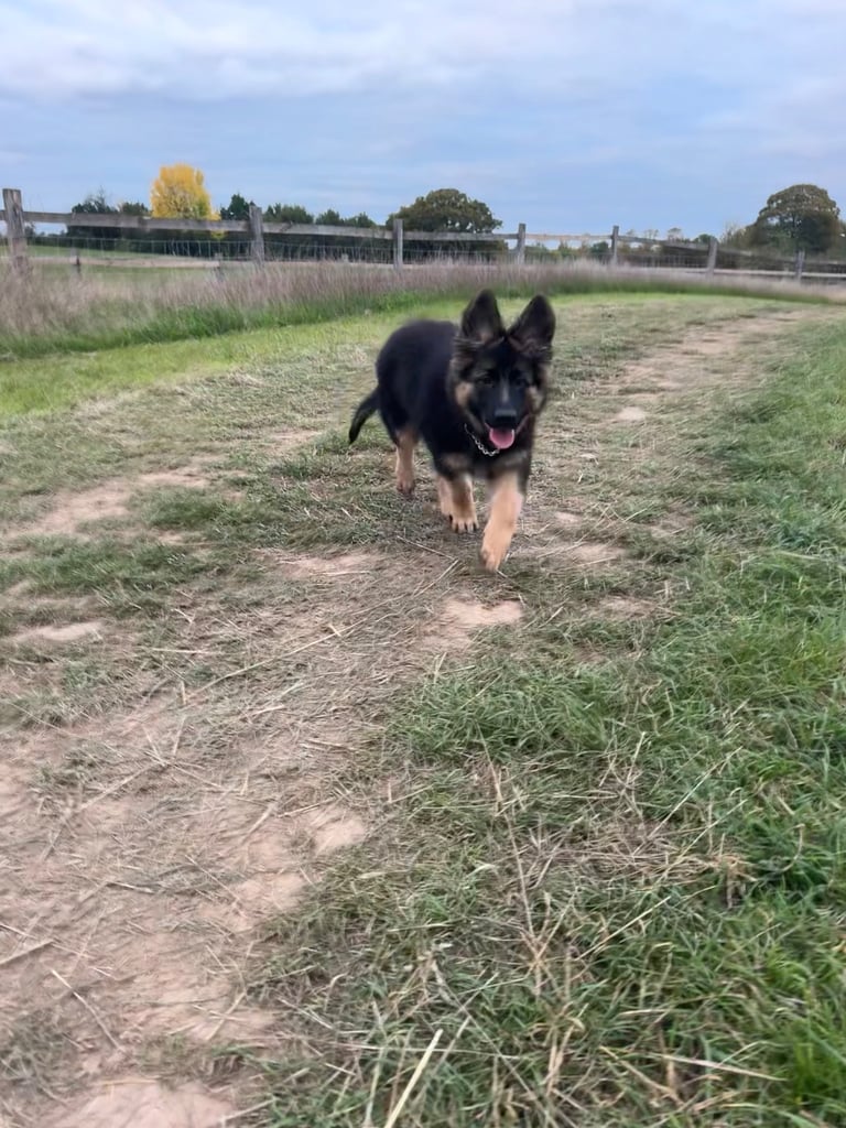 GSD puppy (F)