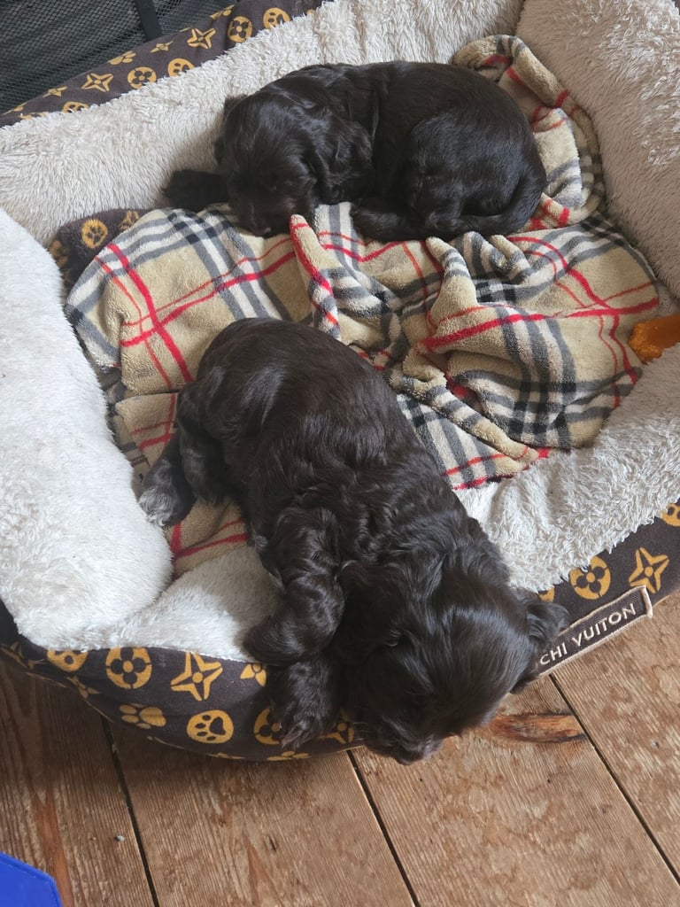 Puppy available now. Chocolate show  type cocker spaniel female. AMAZING PUP