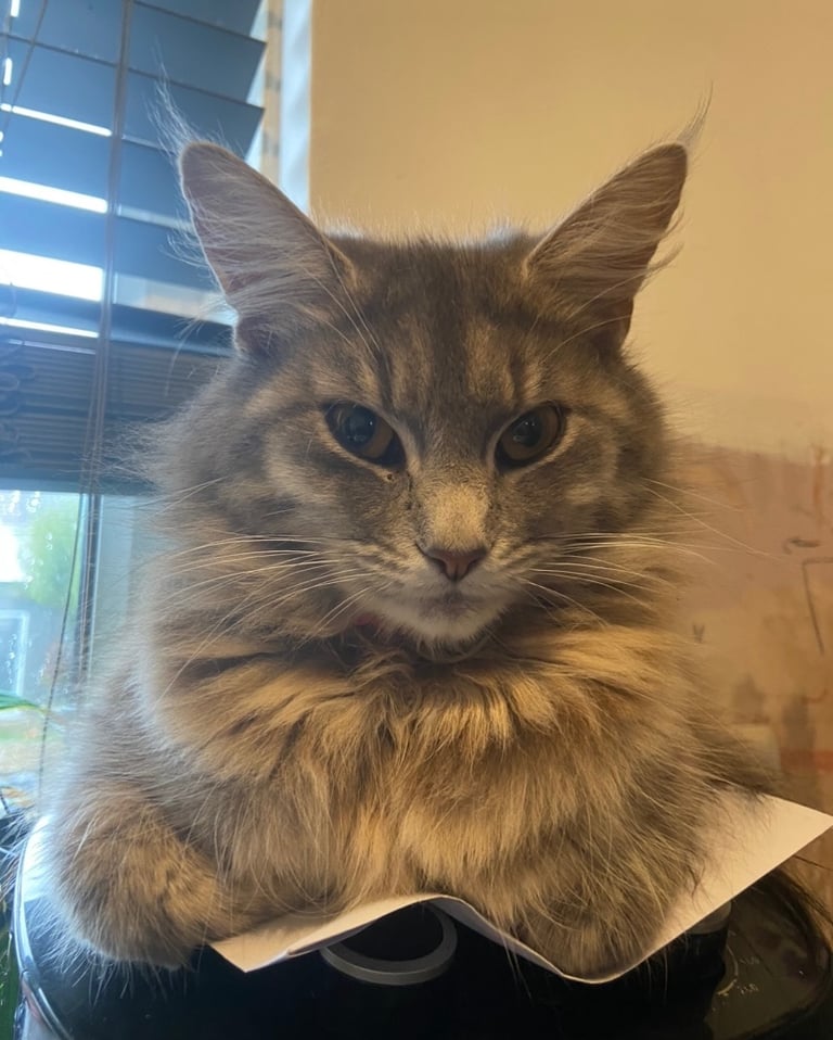 Beautiful male grey kitten 