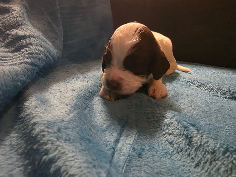 Springer spaniel pups 