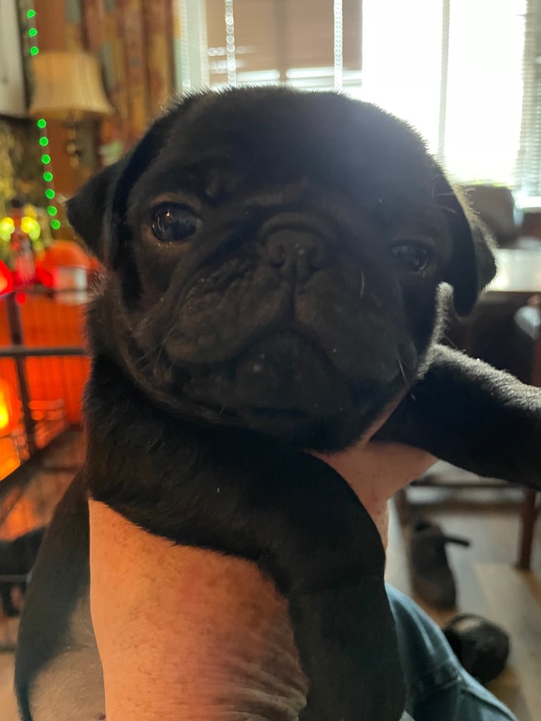 Last Boy pug 