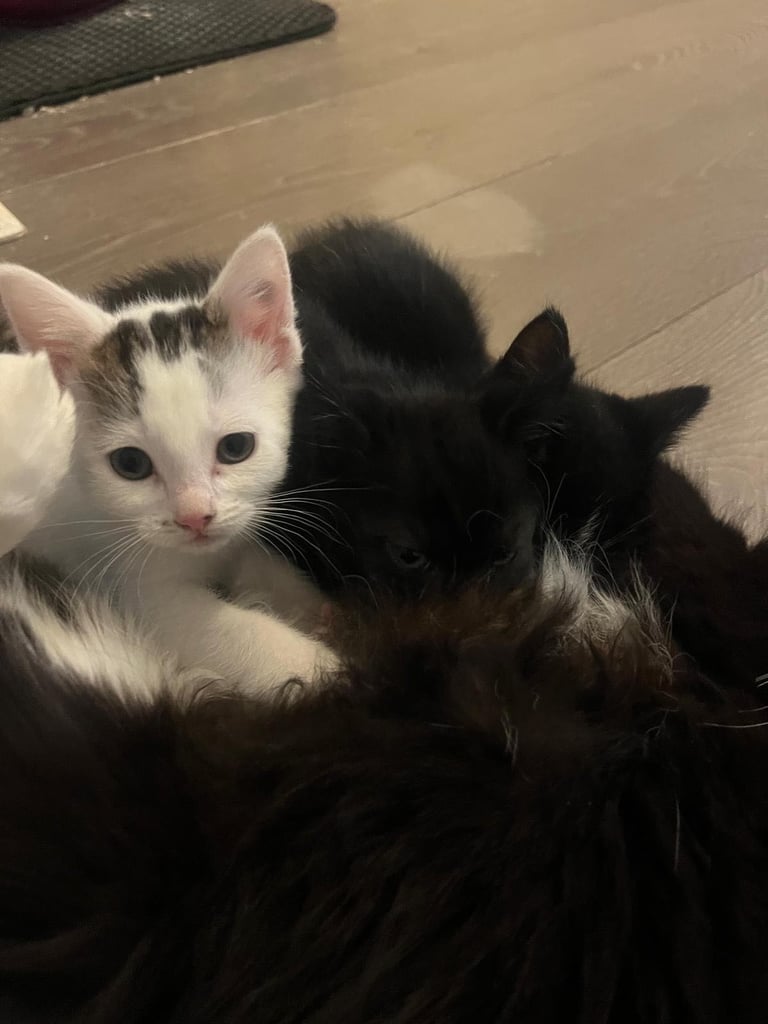 Kittens ready for new home 