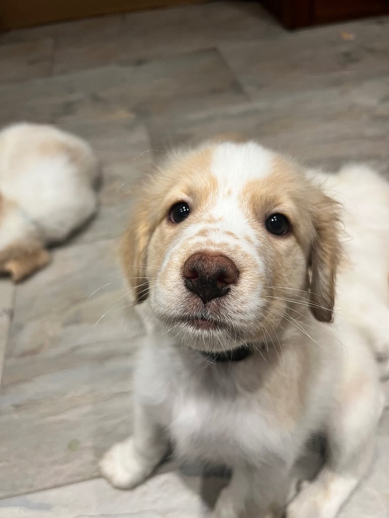 [Last Few] Rare Samshie puppy Litter (Samoyed x Welshie)