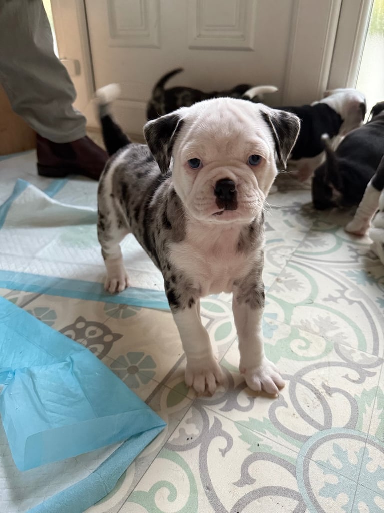 7 Adorable Olde English Bulldog/ French / Pug Bulldog puppies for sale ❤️