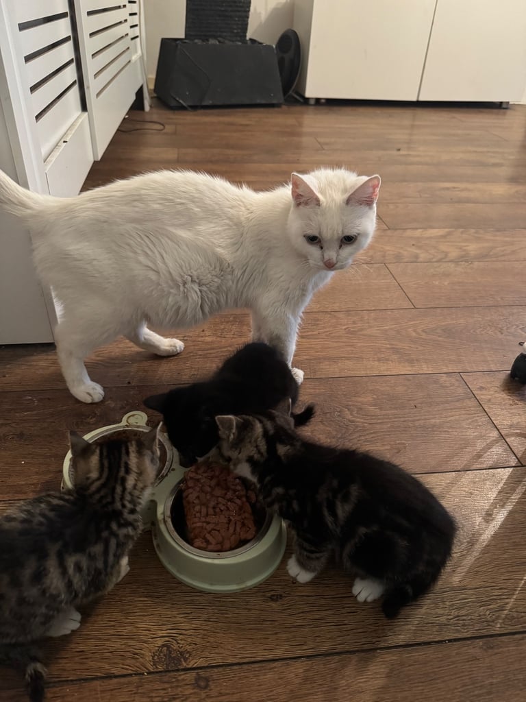 2 playful British shorthair kittens