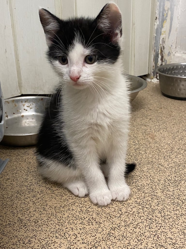 image for 🐾 3 Black & White Kittens 🐾 
