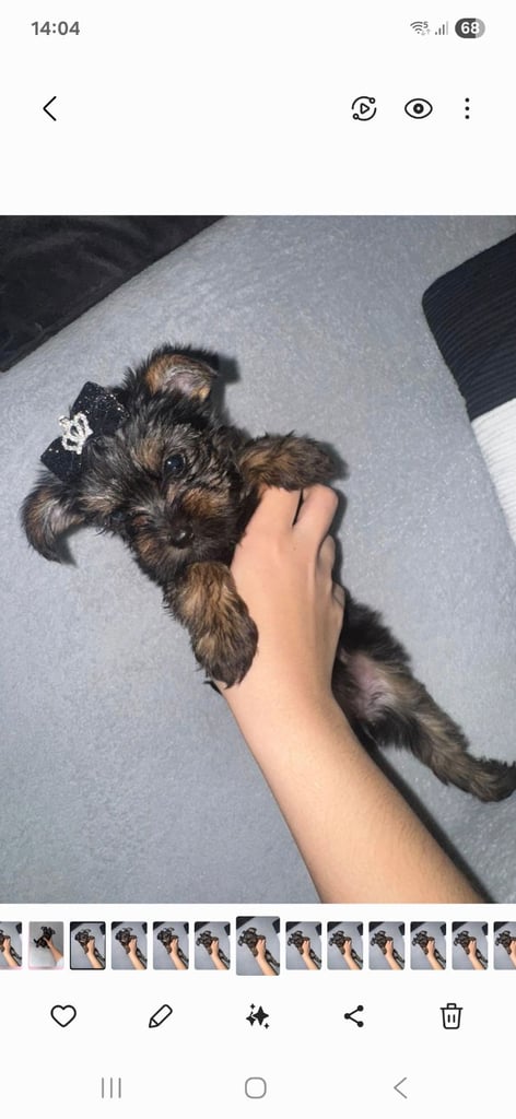 Girl for sale mini Yorkshire 