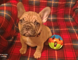 Adorable French Bulldog Puppies For Sale Available Now