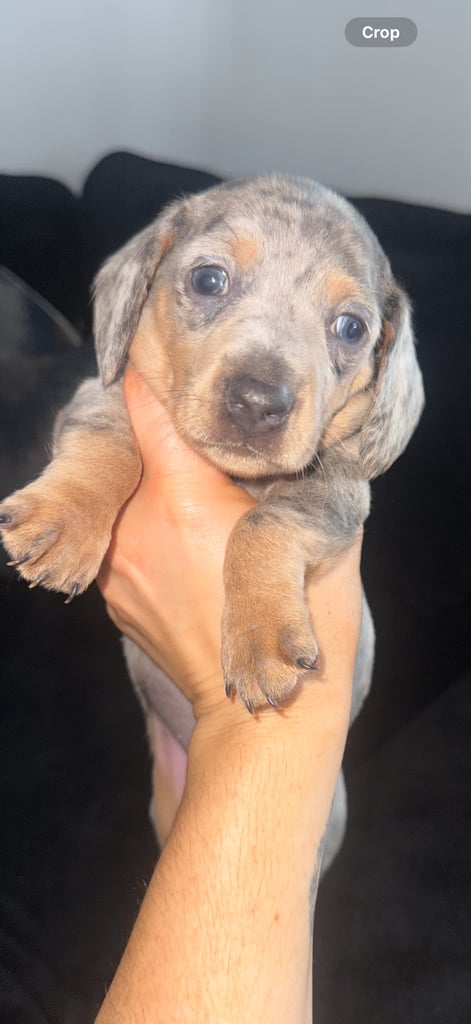 Miniature dachshund puppies 