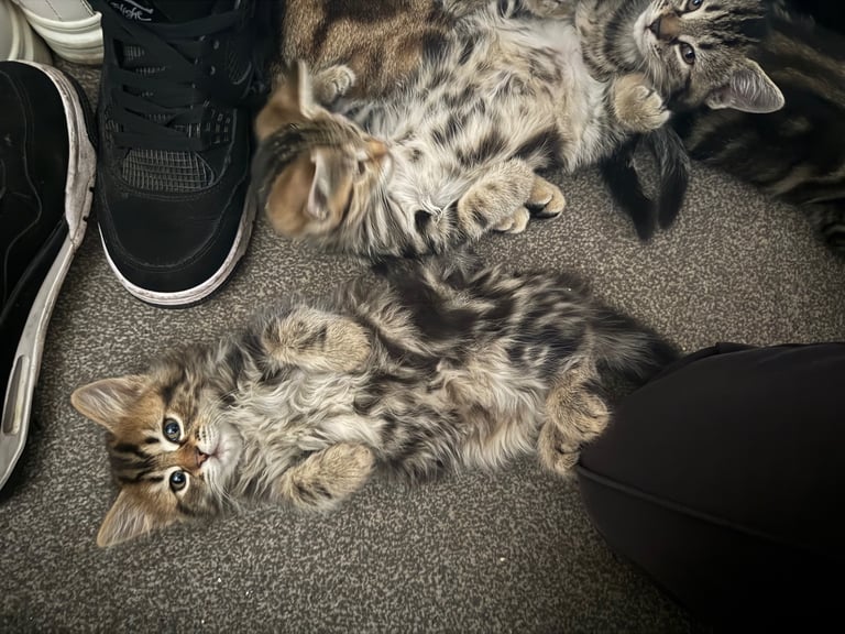 Beautiful 2-Month-Old Tabby Kittens Looking for Loving Homes