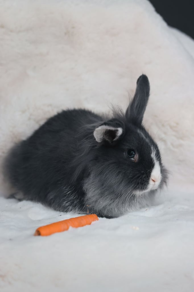 2 Adorable Young Lion Lop Rabbits 