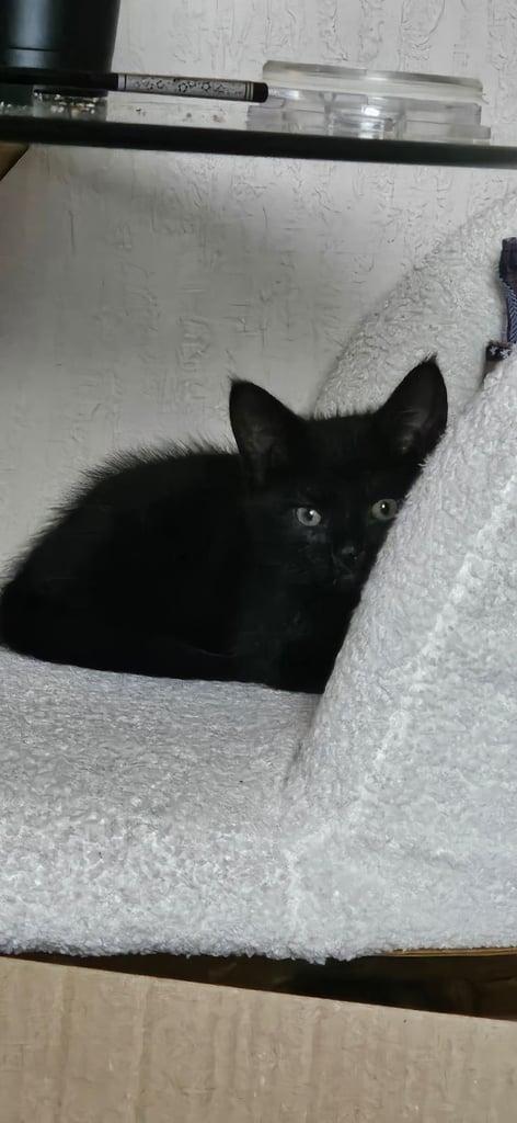 Kitten