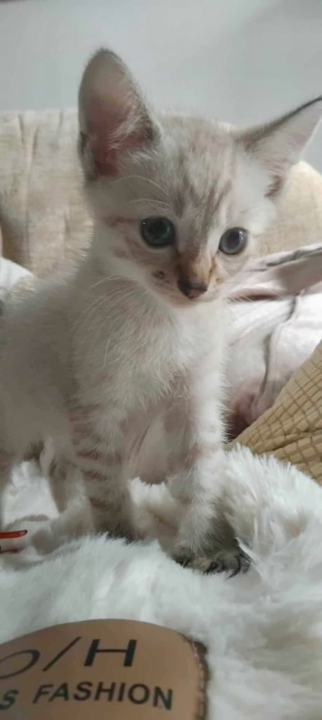 Maine coon cream kittens 