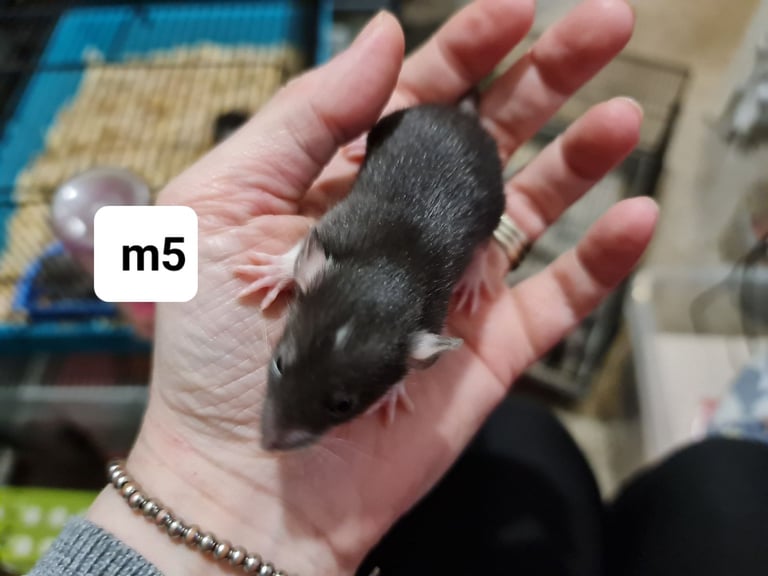 Beautiful baby dumbo rats -will deliver
