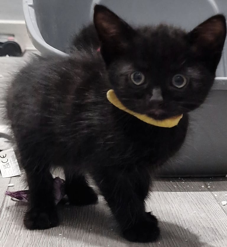 7  beautiful female kittens ready for forever home now 