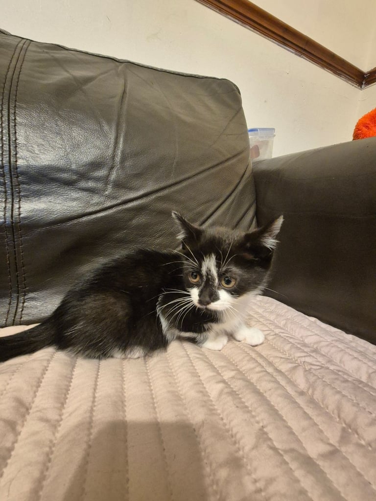 3 gorgeous female kittens. urgent. £45