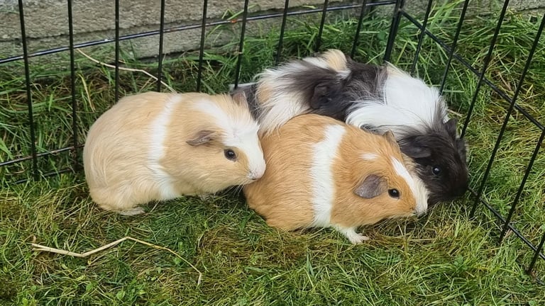 guinea pigs for sale