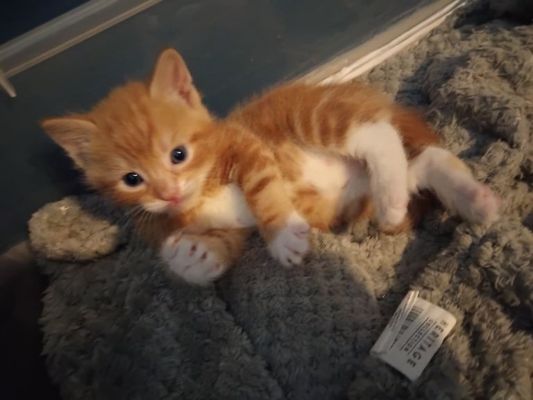 image for 3 adorable 7 week old kittens looking for their forever home