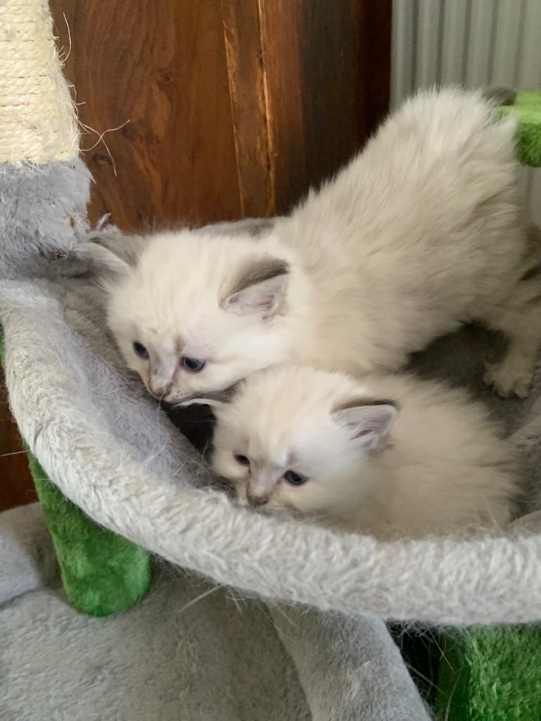 Stunning ragdoll kittens 
