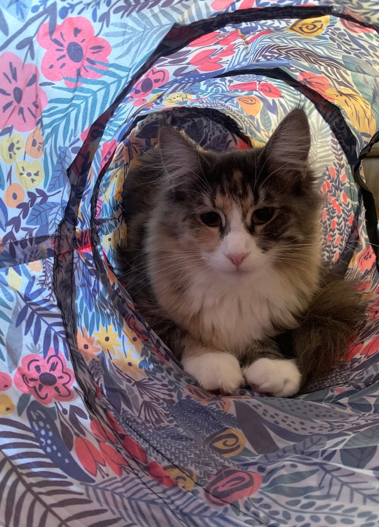 Maine Coon x kitten Female 