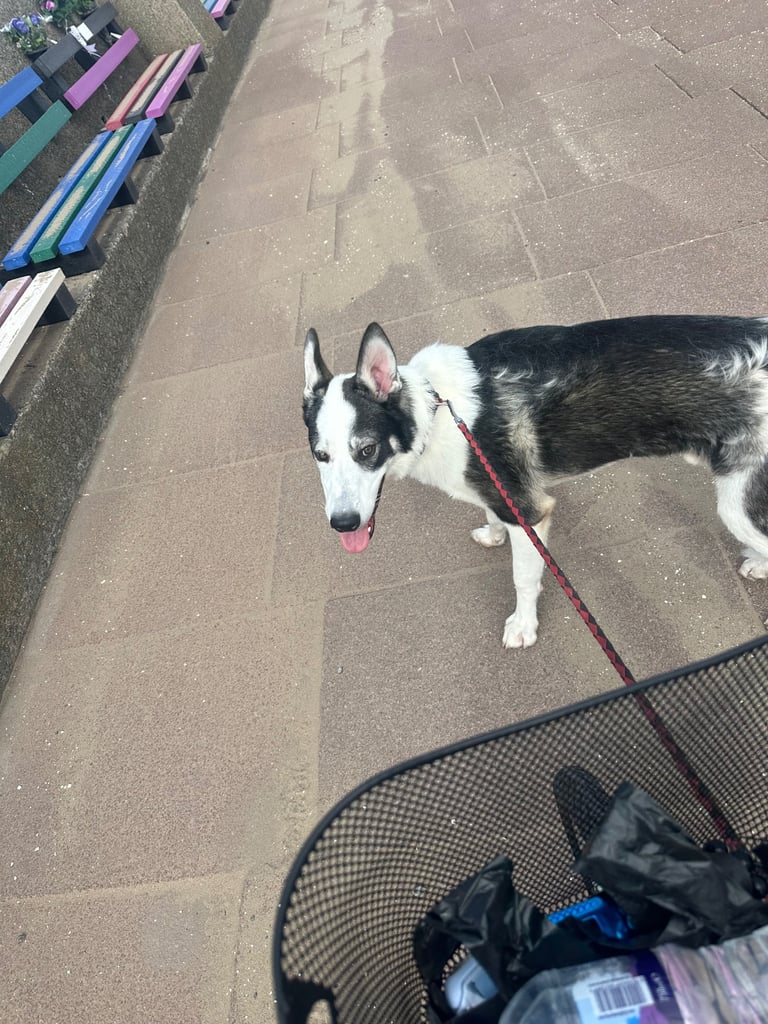 Male husky 