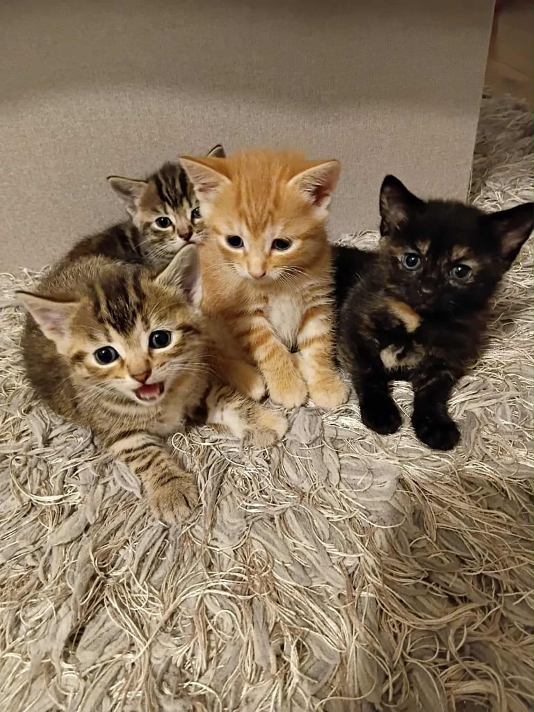 4 kittens for adoption 