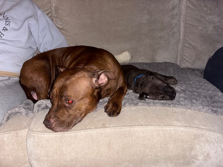 Beautiful Staffy Puppies for sale 