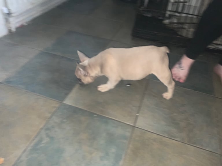 French bulldog
