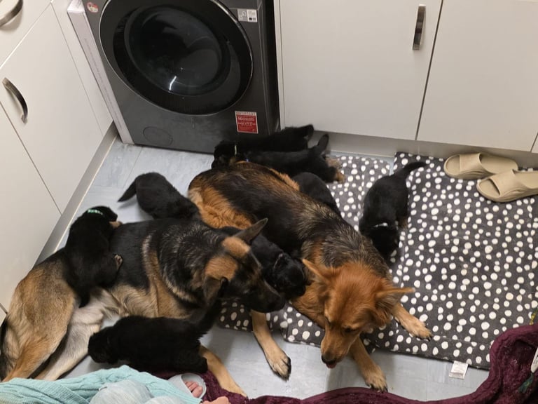 German Shepherds Boy