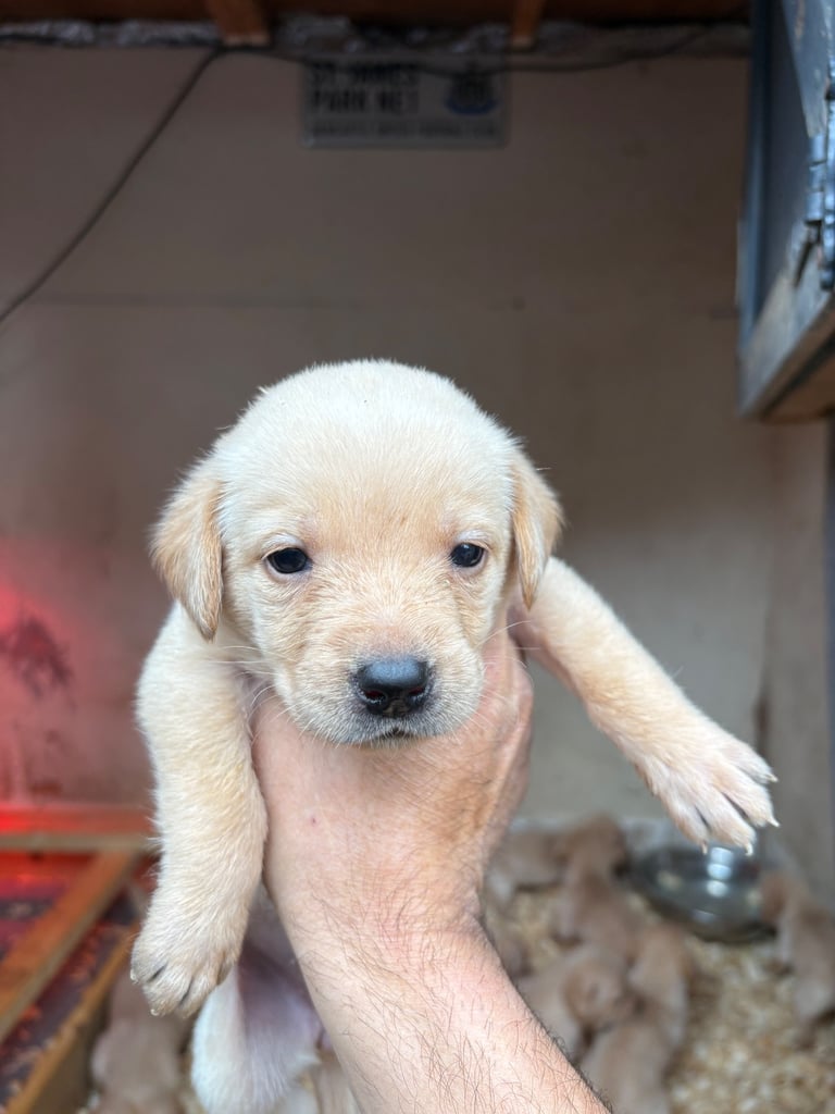 Labrador pups 